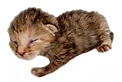 ミルクボランティア