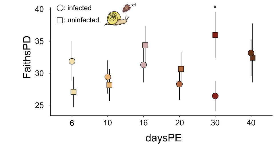 Figure 1: The alpha diversity of infected vs uninfected samples across various days post S. mansoni population BRE miracidium exposure (i.e., daysPE). Faith’s phylogenetic diversity metric (FaithsPD), based on mean values with error bars representing a single standard deviation. Circles indicate infected samples, squares uninfected samples. Significance: <0.05=‘*’.
