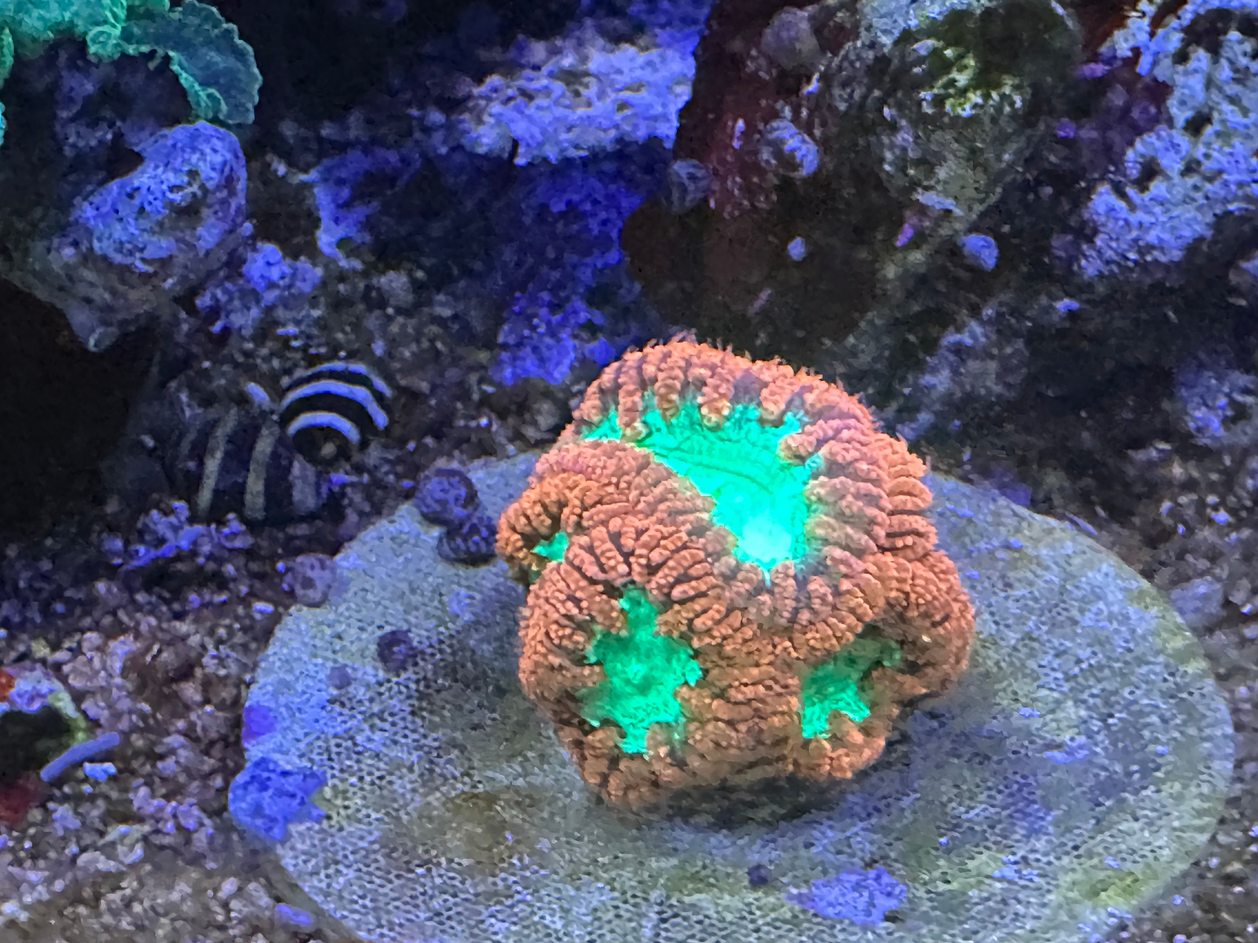 Pineapple Coral - $50 per 1 inch frag