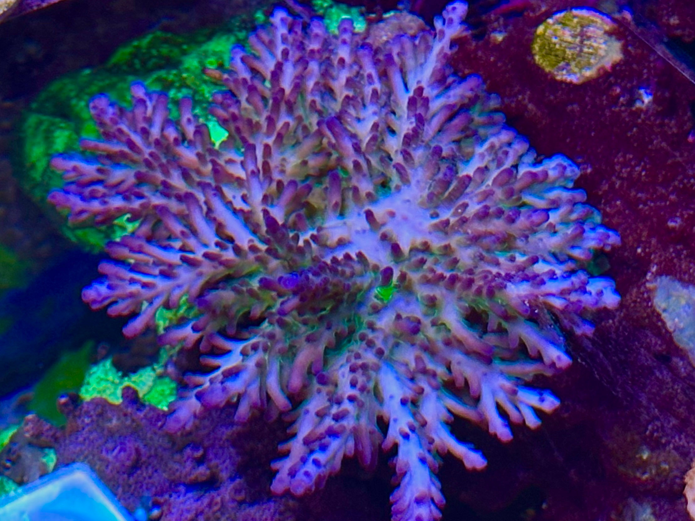 Deep Purple Acropora - $40 per 1 inch frag