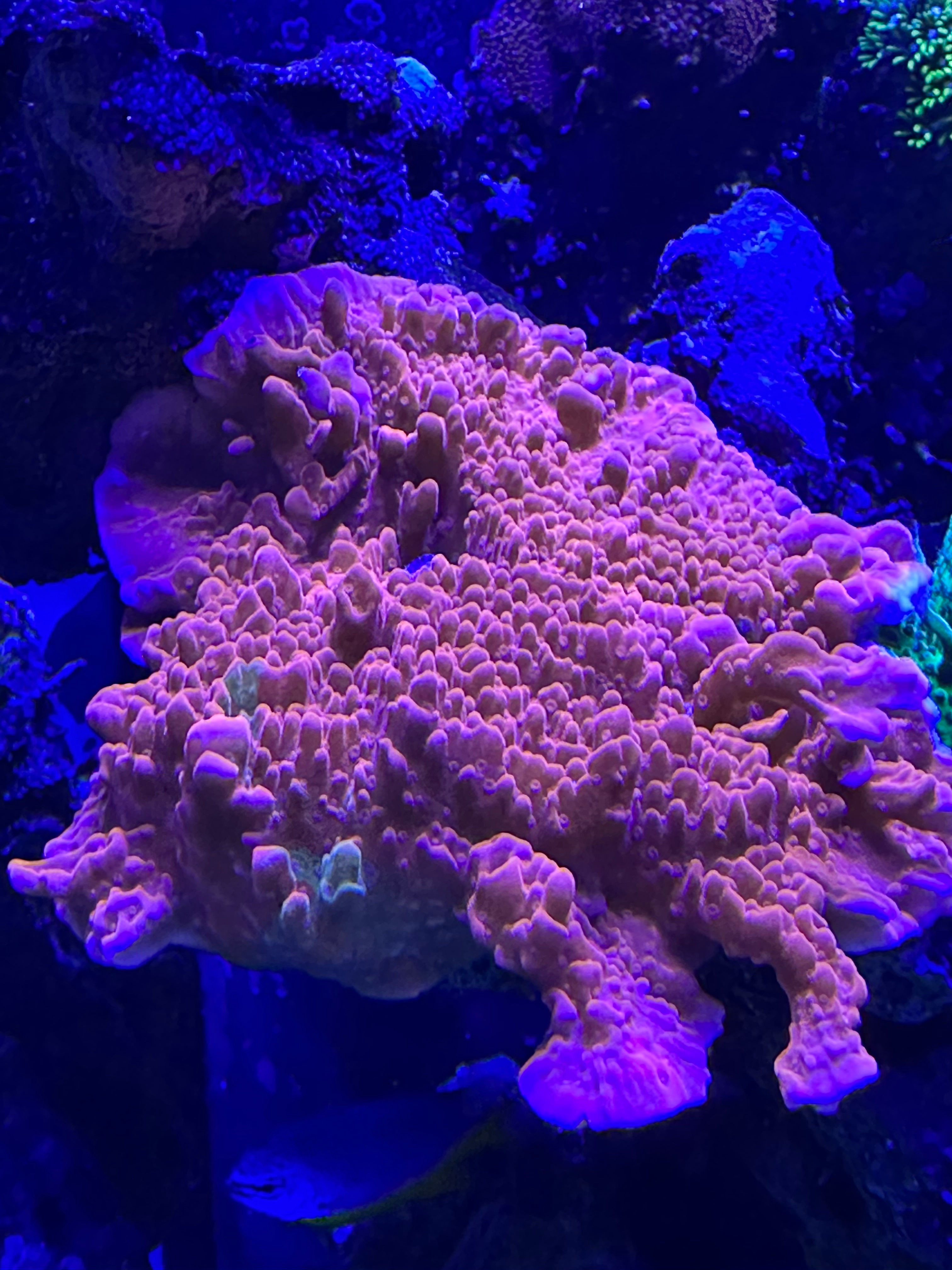 Red Setosa - $30 per 1 inch frag