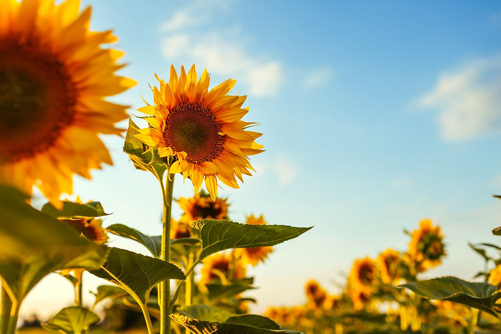 Intuitionis_Job & Gründer Coaching