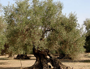 עץ זית עתיק