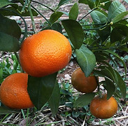 פרי הדר בוגרים