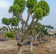 זית מעוצבים