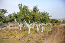 קלמנטינה מיכל