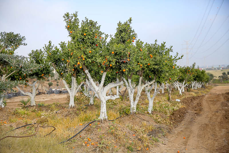 קלמנטינה מיכל