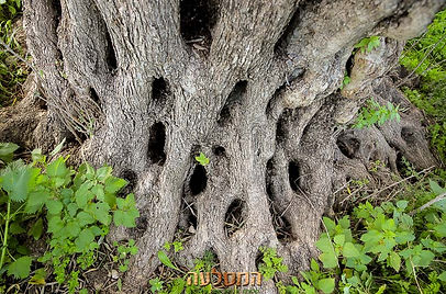 עצי זית עתיקים
