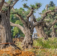 עצים זית בוגרים