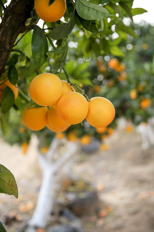 עץ בוגר תפוז ואלנסיה