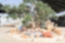 עצים פג'ויה