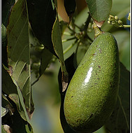 זני פרי טרופי