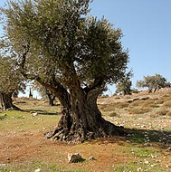 עצי זית עתיקים