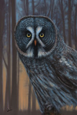 Great Grey Owl