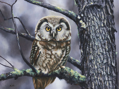 Boreal Owl