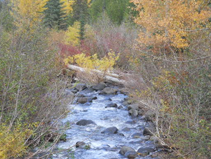 Sheep Creek Hydro - No Go For Now