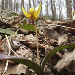 Trout Lilies: the fisherman's flower