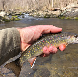 Fly Fish Warm Days for Early Season Brook Trout