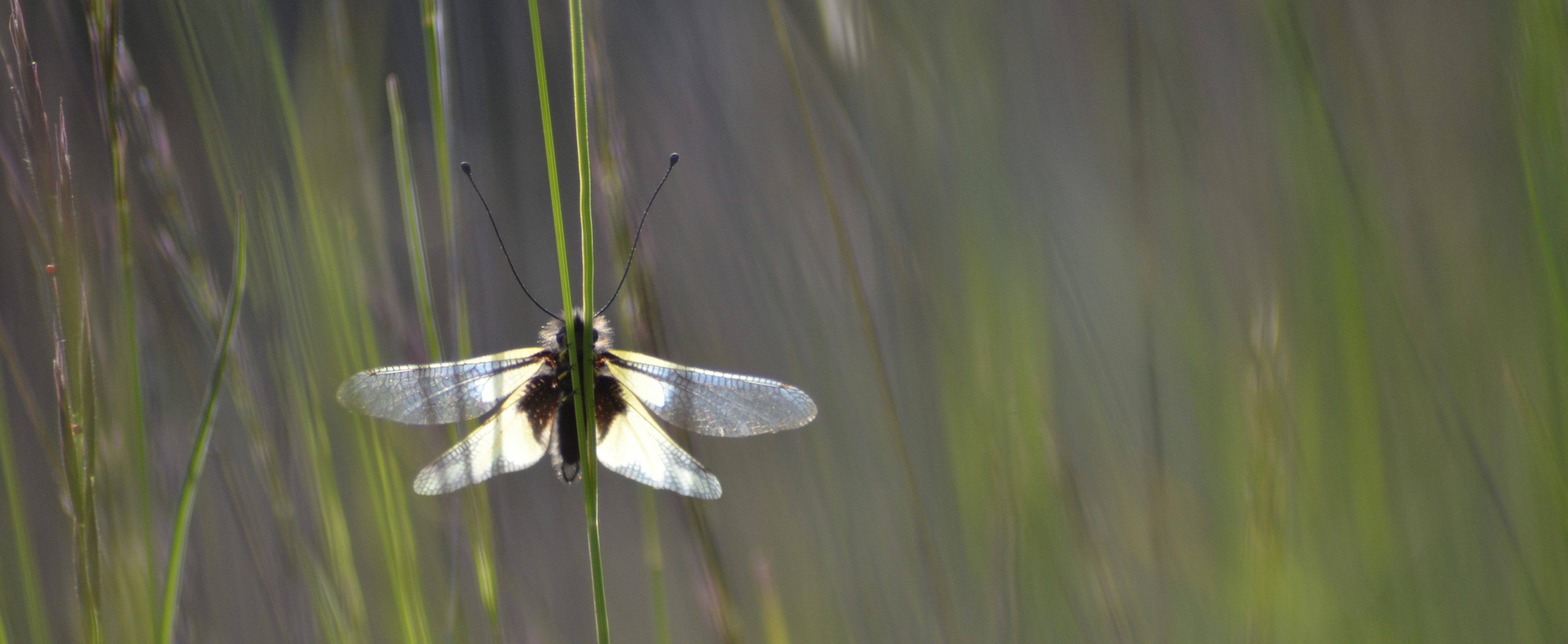 Ascalaphe soufré au repos sur une brindille. Cet insecte étonnant se laisse observer par temps couvert, sinon un filet est nécessaire et un peu de maitrise pour réussir à l'attraper, c'est un as de la voltige.