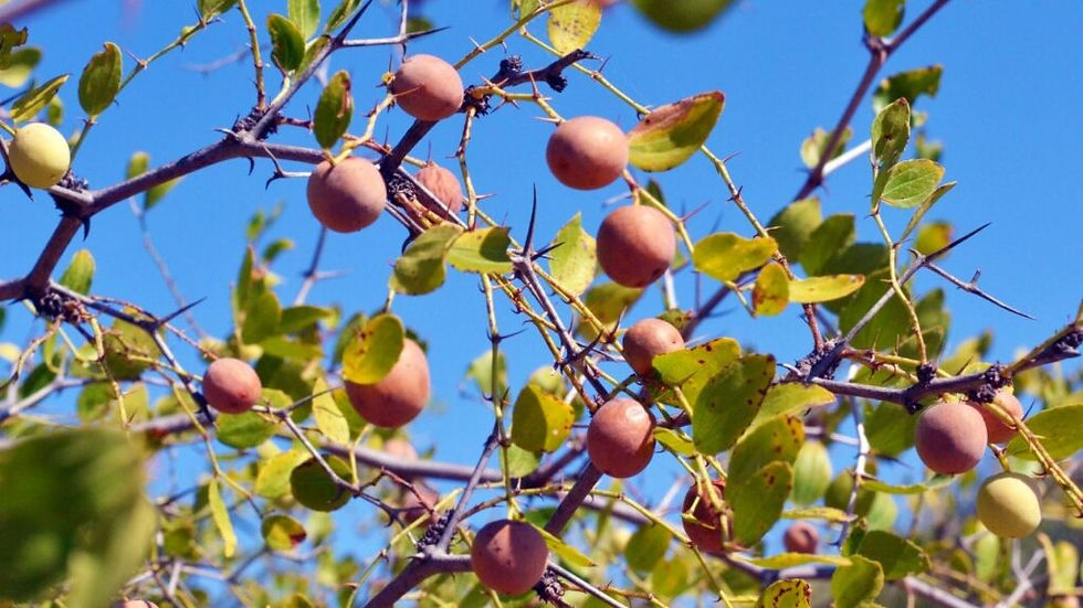 Toko Madu Sumroh Asli di Kapuas Hulu