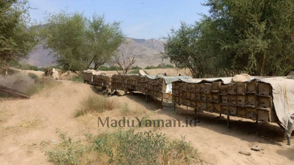 Jual Madu Sumroh Yaman di Ngada