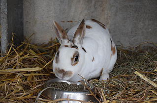 DSC_0470.JPG