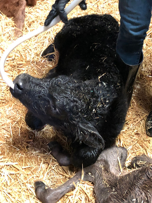 Calf Pic.jpg