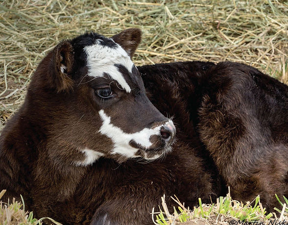 Beef Calf.jpg