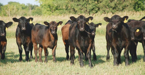 Help Alleviate Stress and Encourage a Healthy Herd with Excell™ and Excell Pro™ All-Natural