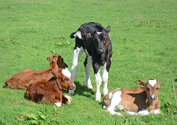 baby-calves-le.jpg