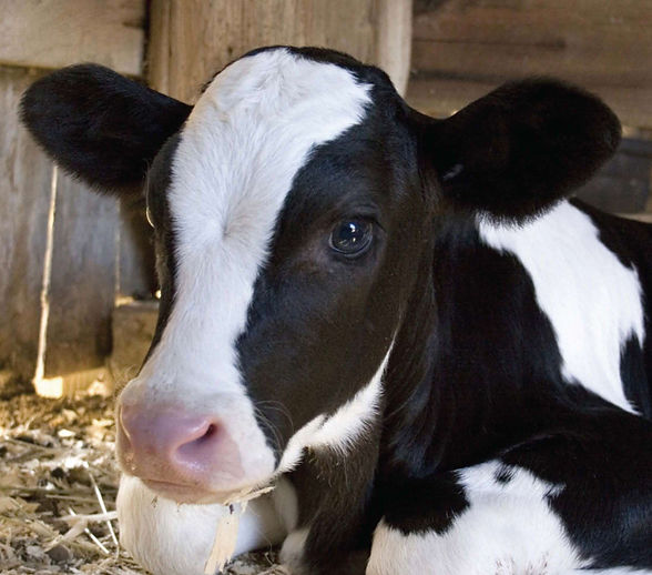 Dairy Calf.jpg