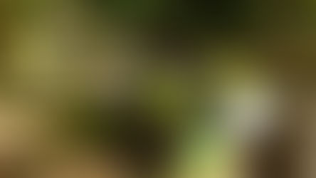 Moderne Kleingärten für eine grüne Zukunft