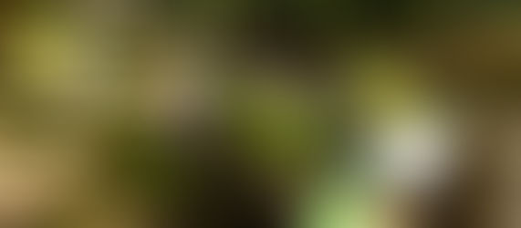 Moderne Kleingärten für eine grüne Zukunft