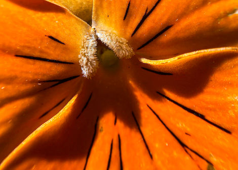 Macro Photography of a Flower