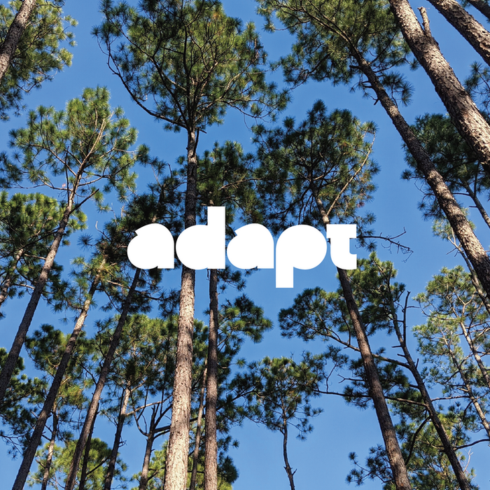 Picture of the front cover of the Studio Collection document by adapt studio for wool wall panels. Front cover pine trees and bright blue sky