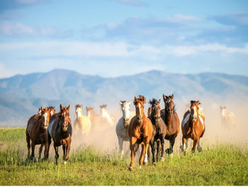 5 espèces de chevaux sauvages encore en vie