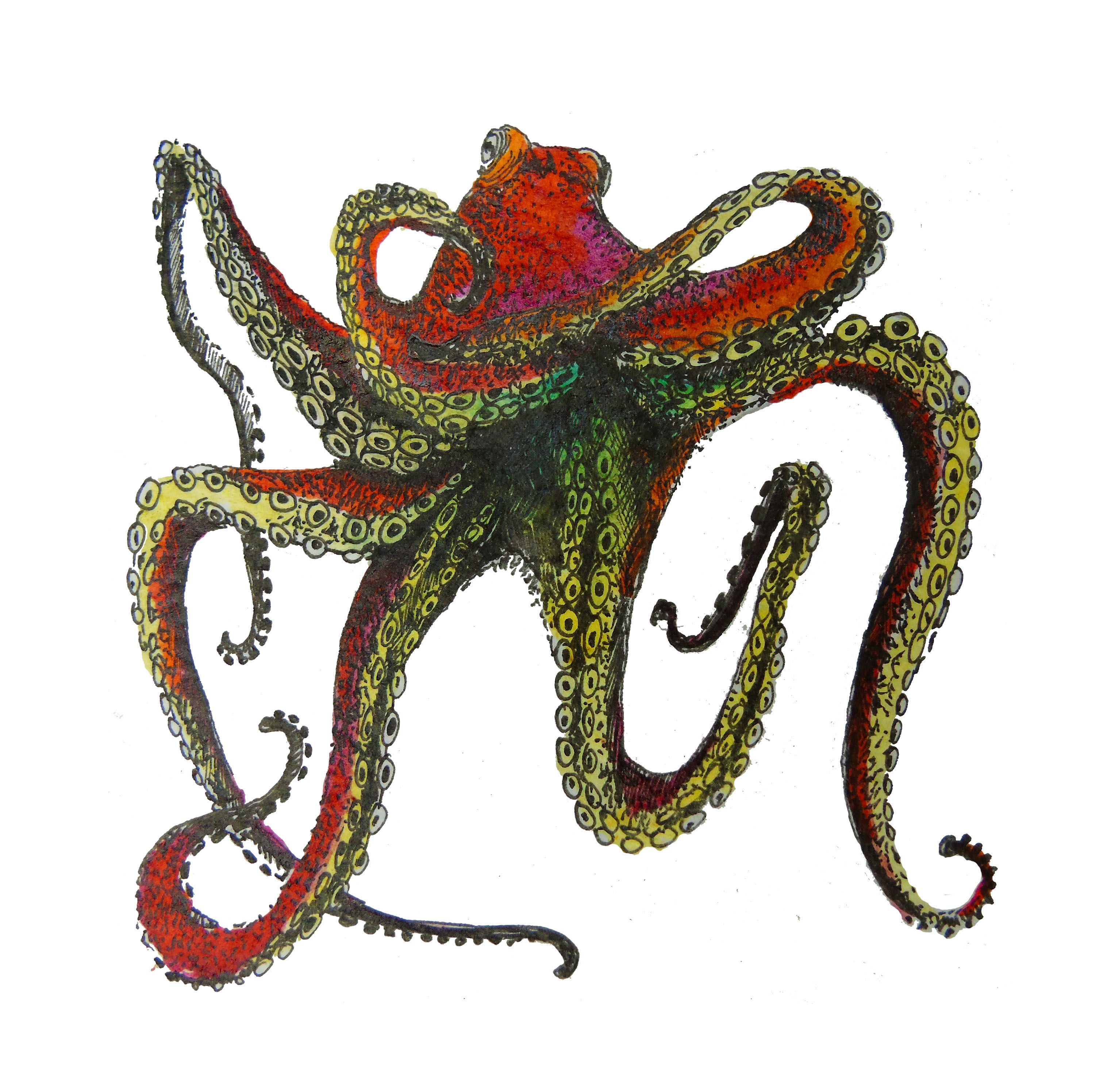 Octopus Print