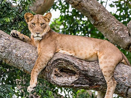 uganda-safari-tree-climbing-lion__large.jpg