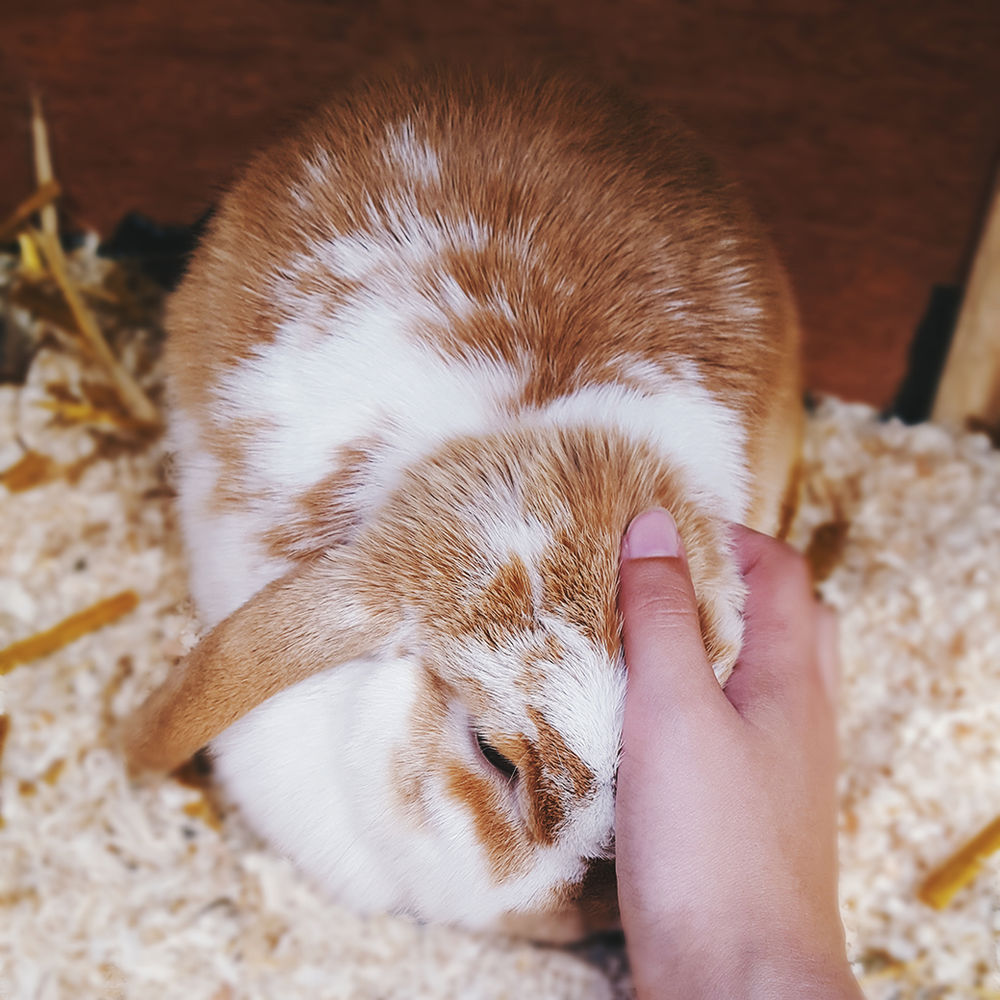 How To Support A Grieving Rabbit
