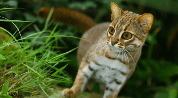 Gaps in Research and Conservation Efforts of the Rusty Spotted Cat