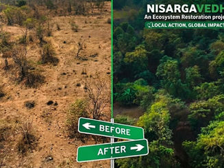 Before and after view of Nisargavedh ecosystem restoration project showing barren land transformed into dense native forest in Nagpur