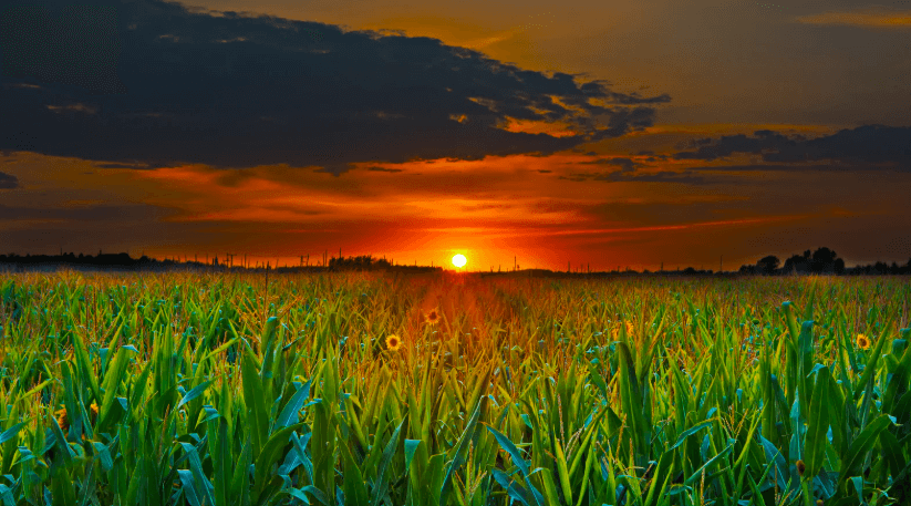 Regional Economic Implications: Transform Agricultural Markets