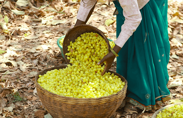 mahua tree images