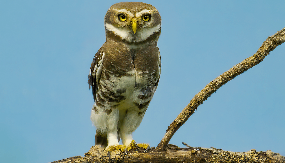 The Forest Owlet’s Fragile Return to Vidarbha