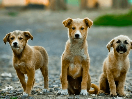 Nagpur’s Stray Dog Population Rises Even After 40,000 Sterilisations