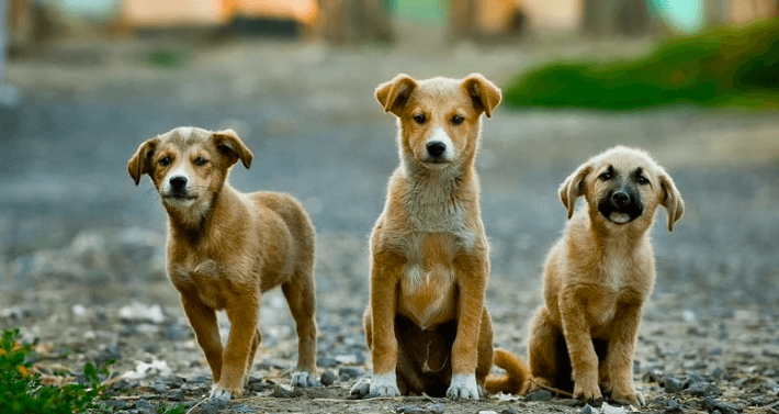 Nagpur’s Stray Dog Population Rises Even After 40,000 Sterilisations