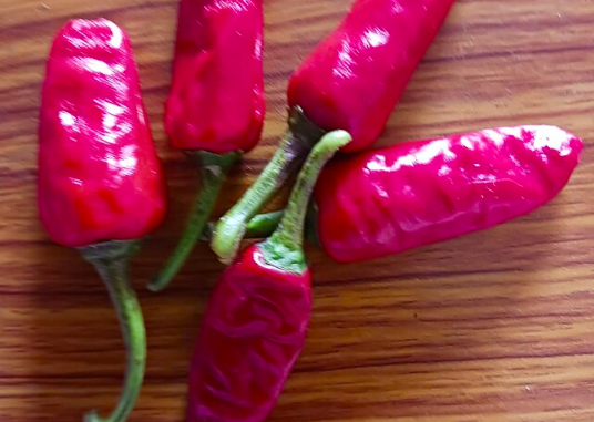 Ripened Bhiwapur Chilli