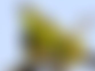 Hariyal – The Yellow-footed Green Pigeon Sustaining Vidarbha’s Forests