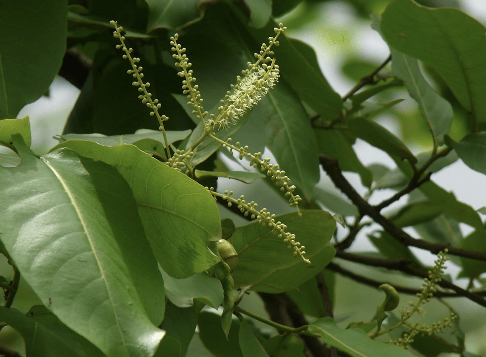 Saja Tree: The Sacred Lifeline of Vidarbha’s Tribal Communities