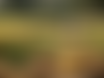 Close-up of jowar heads with kodo and kutki grains, tur pods, and linseed on a wooden tray